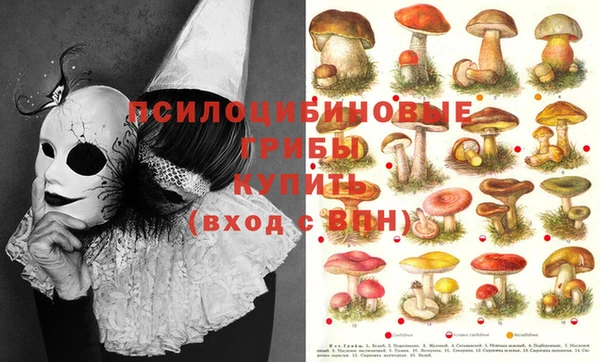 прущие грибы Балабаново